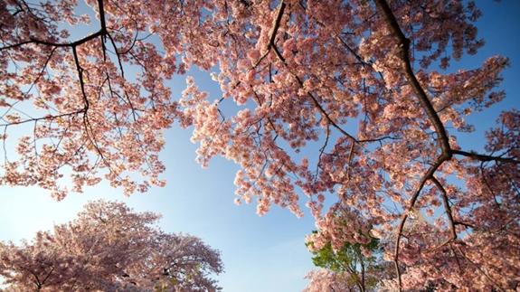 Có hơn 10 giống hoa anh đào tại Washington, do đó, “lịch trình” hoa khoe sắc của mỗi loài cũng khác nhau. Theo dự báo, những ngày tới có thể là thời điểm tuyệt vời để loài hoa mỏng manh này bung sắc nơi đây.